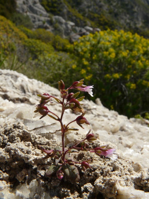 Chaenorhinum rubrifolium / Linajola arrossata